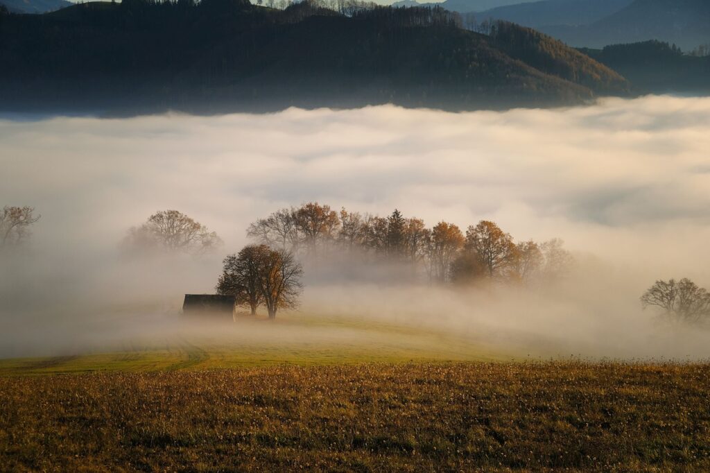 trees, fog, field-5809559.jpg