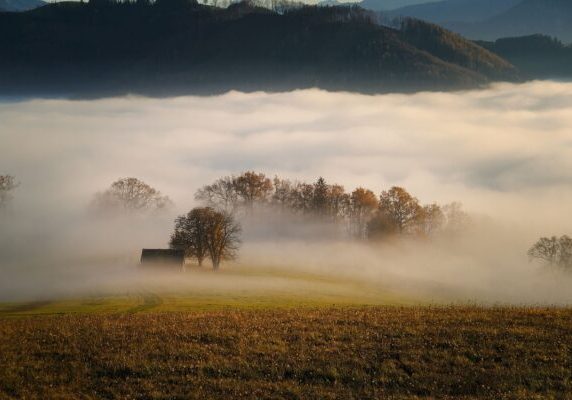 trees, fog, field-5809559.jpg